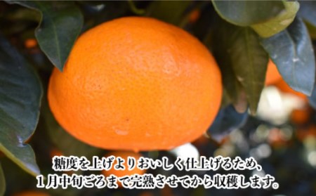 【数量限定】越冬完熟 原口 みかん 約5kg[OAF010] ミカン