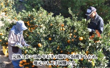 【数量限定】越冬完熟 原口 みかん 約5kg[OAF010] ミカン