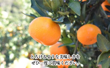 【数量限定】越冬完熟 原口 みかん 約5kg[OAF010] ミカン