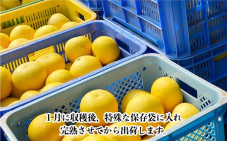 【数量限定】文旦(ぶんたん) 大玉 約8kg[OAF001] 文旦