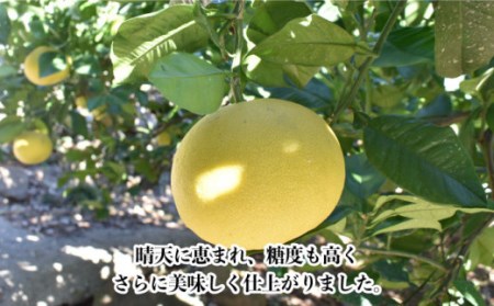 【数量限定】文旦(ぶんたん) 大玉 約8kg[OAF001] 文旦