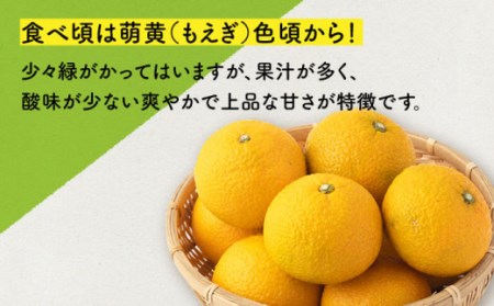 【先行予約】長崎県産スイートスプリング 約10kg[OCU001] みかん ミカン
