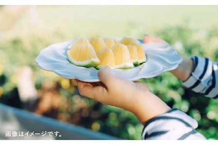 【波佐見焼】7寸輪花皿 プレート 白 2枚セット 食器 皿 【イロドリ】 [KE02] 波佐見焼
