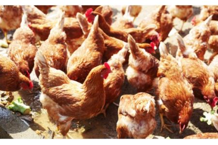 【全12回定期便(月1回)】【栄養満点！】ニンニク卵黄 自然栽培 【浅田峠自然塾】 [EA11]