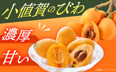 びわ 4パック【神川農園】 九州 九州産 長崎県 ビワ びわ びわ びわ 小値賀 大島 [DBT006]