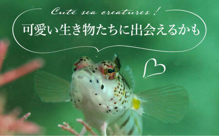 【体験ダイビング】Discover Scuba Diving コース 1名様  [DBB001]