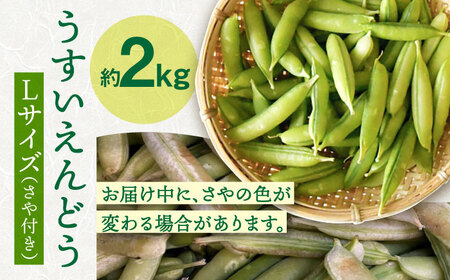 【先行予約】うすいえんどう 約2kg 【2026年3月下旬〜4月中旬発送分】≪小値賀町≫【ながさき西海農協小値賀地区園芸部会】 [DAT006]