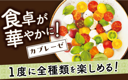 【4色5種MIX】カラフルミニトマト 約1.2kg [DAE001] ミニトマト りんたろうふぁ〜む　野菜 ミニトマト