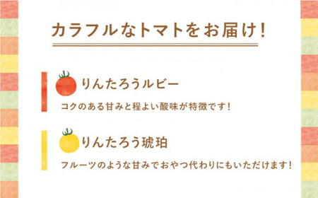 【4色5種MIX】カラフルミニトマト 約1.2kg [DAE001] ミニトマト りんたろうふぁ〜む　野菜 ミニトマト