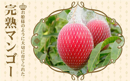 【先行予約】 プリンセスマンゴー 2L×2玉 マンゴー 完熟[QAT007]