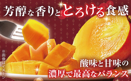 【先行予約】【訳あり】 プリンセスマンゴー 不揃い3kg [QAT015] マンゴー