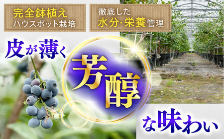 【人気上昇中！】冷凍ブルーベリー「あいあいの雫」300g×4袋 [QAT017] ブルーベリー 冷凍 ブルーベリー ブルーベリー ブルーベリー