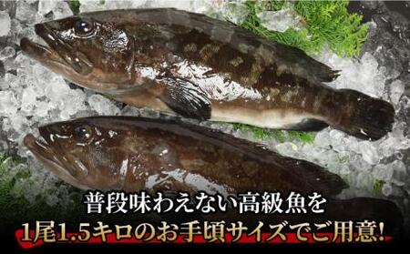 【幻の超高級魚】養殖クエ 1.5kg×2尾【豊建設株式会社】[RAE003] クエ くえ 刺身 鍋 五島 希少 アラ 鮮魚 クエ くえ 刺身 鍋 五島 希少 アラ 鮮魚