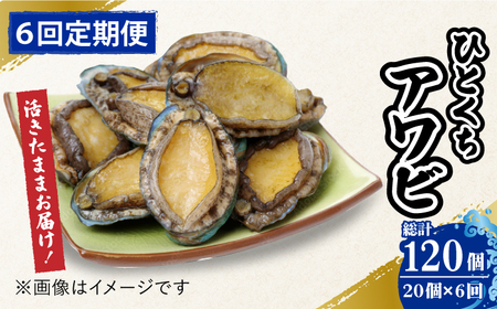 【全6回定期便】上五島産養殖ひとくちアワビ 活 厳選 20個 刺身 ステーキ 生[RAE007] アワビ あわび 定期便 アワビ あわび 定期便 アワビ あわび 定期便九州 長崎