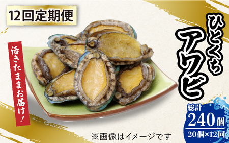 【全12回定期便】上五島産養殖ひとくちアワビ 活 厳選 20個 刺身 ステーキ 生[RAE008] アワビ あわび 定期便 アワビ あわび 定期便 アワビ あわび 定期便九州 長崎