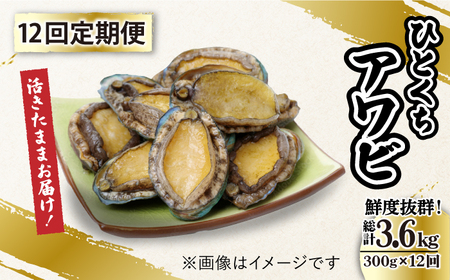 【全12回定期便】上五島産養殖ひとくちアワビ 活 厳選 300g 刺身 ステーキ 生[RAE017] アワビ あわび 定期便 アワビ あわび 定期便 アワビ あわび 定期便九州 長崎