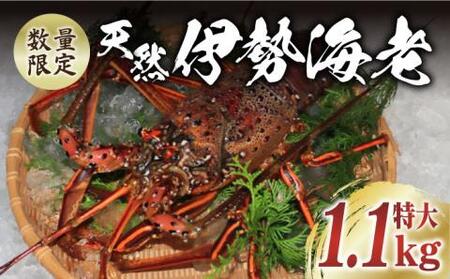 【限定数量】特大天然活き伊勢海老1尾 1.1kg【有川町漁業協同組合】[RBH001] 伊勢海老 エビ えび 伊勢海老 エビ えび 伊勢海老 エビ えび 伊勢海老 エビ えび 伊勢海老 エビ えび