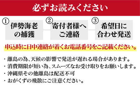 【限定数量】特大天然活き伊勢海老1尾 1.1kg【有川町漁業協同組合】[RBH001] 伊勢海老 エビ えび 伊勢海老 エビ えび 伊勢海老 エビ えび 伊勢海老 エビ えび 伊勢海老 エビ えび