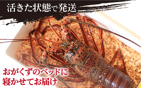 【限定数量】特大天然活き伊勢海老1尾 1.1kg【有川町漁業協同組合】[RBH001] 伊勢海老 エビ えび 伊勢海老 エビ えび 伊勢海老 エビ えび 伊勢海老 エビ えび 伊勢海老 エビ えび