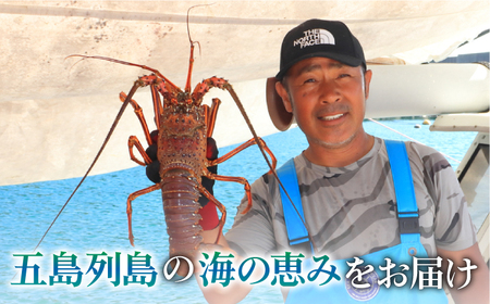 【限定数量】特大天然活き伊勢海老1尾 1.1kg【有川町漁業協同組合】[RBH001] 伊勢海老 エビ えび 伊勢海老 エビ えび 伊勢海老 エビ えび 伊勢海老 エビ えび 伊勢海老 エビ えび