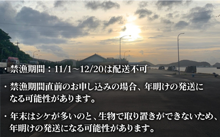 新上五島町産活サザエ 殻付き1kg+殻付き1kg分スライス[RBK002] さざえ サザエ 海鮮 さざえ サザエ 海鮮 さざえ サザエ 海鮮 さざえ サザエ 海鮮 さざえ サザエ 海鮮九州 長崎