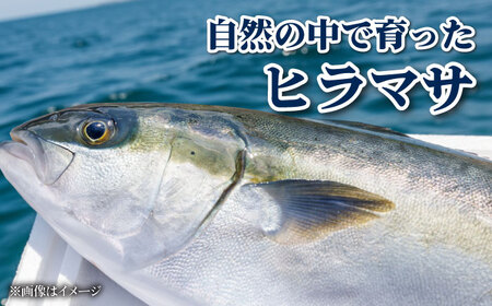 ヒラス（ヒラマサ）アラ付き  養殖 下処理済 真空パック 刺身 ブロック（1.6kg以上）[RBK004] ヒラマサ ヒラス ヒラマサ ヒラス ヒラマサ ヒラス ヒラマサ ヒラス九州 長崎