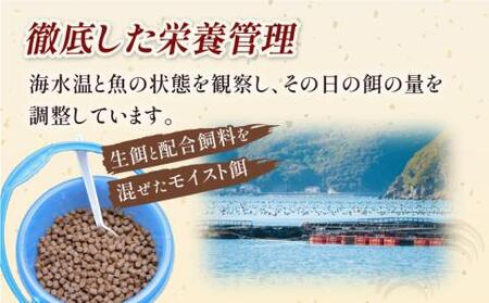 新上五島町産養殖ヒラマサ（ヒラス）フィーレ 3枚おろし（カマ入り）[RBP006] ヒラマサ ヒラス ヒラマサ ヒラス ヒラマサ ヒラス ヒラマサ ヒラス ヒラマサ ヒラス九州 長崎