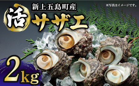 【コリコリ食感と濃厚な旨味！】新上五島町産 新鮮 活 サザエ 2kg【カミティバリュー】[RBP019]