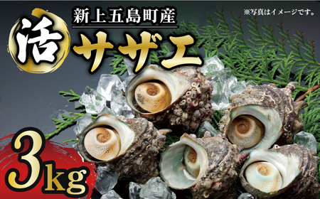 新上五島町産 活サザエ3kg【カミティバリュー】[RBP020] サザエ さざえ サザエ さざえ サザエ さざえ サザエ さざえ サザエ さざえ サザエ さざえ サザエ さざえ サザエ さざえ