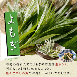 【先行受付】【2026年5月発送】 天ぷら用 ヨモギとウドの葉セット 山菜 天然 冷蔵便 北海道 十勝 芽室町me011-006c