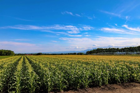 北海道十勝芽室町 なまら十勝野の山わさび500g me001-002c