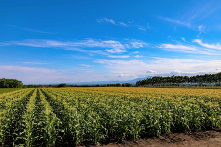 【先行受付】【2026年10月より配送】北海道十勝芽室町 なまら十勝野の季節のおまかせ野菜セット(秋)野菜 やさい おまかせ 詰め合わせ 詰合せ me001-004c