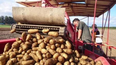 【先行受付】【2026年2月より順次発送】北海道十勝芽室町 季節のおまかせ野菜セット（冬） me001-015c