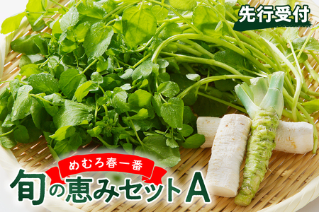 【先行受付】【2026年4月下旬より発送】北海道十勝芽室町 めむろ春一番旬の恵みセットＡ 旬 新鮮 産地直送 本わさび 山わさび サラダ 野菜 クレソン 薬味 香味野菜 おひたし ソテー 付け合わせ 北海道 十勝 芽室町me011-002c