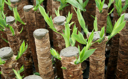 観葉植物 ユッカ 6号 カラーポット 白 約65～75cm【2025年1月上旬～5月上旬発送予定】