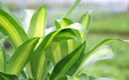 【4月上旬～9月下旬発送】幸福の木 6号 カラーポット 白 約60～70cm 観葉植物 インテリア 植物