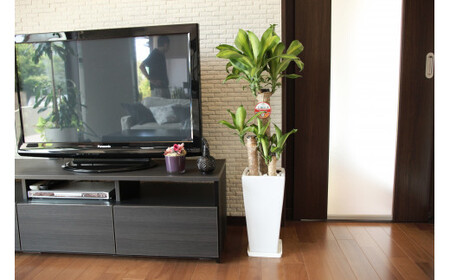 【4月上旬～9月下旬発送】幸福の木7号高陶器 鉢 インテリア 観葉植物 草花 樹木