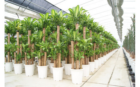 【4月上旬～9月下旬発送】幸福の木7号高陶器 鉢 インテリア 観葉植物 草花 樹木