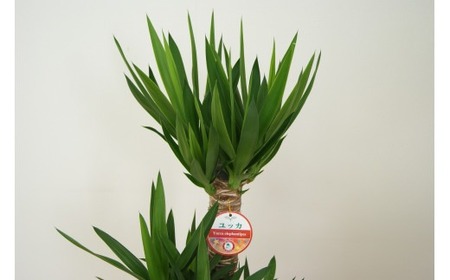 ユッカ7号 高陶器 白 鉢 インテリア 観葉植物 草花 樹木 ギフト【2025年10月上旬～2026年5月上旬迄順次発送予定】