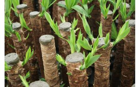 ユッカ7号 高陶器 白 鉢 インテリア 観葉植物 草花 樹木 ギフト【2025年10月上旬～2026年5月上旬迄順次発送予定】