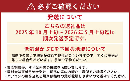ユッカ7号 高陶器 白 鉢 インテリア 観葉植物 草花 樹木 ギフト【2025年10月上旬～2026年5月上旬迄順次発送予定】
