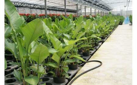 オーガスタ7号陶器スリム 白 鉢 インテリア 観葉植物 草花 樹木 ギフト【2025年3月上旬より順次発送】