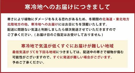 オーガスタ7号陶器スリム 白 鉢 インテリア 観葉植物 草花 樹木 ギフト【2025年3月上旬より順次発送】