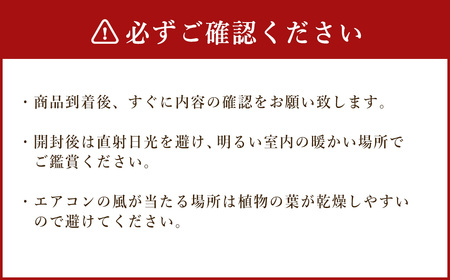 オーガスタ7号陶器スリム 白 鉢 インテリア 観葉植物 草花 樹木 ギフト【2025年3月上旬より順次発送】