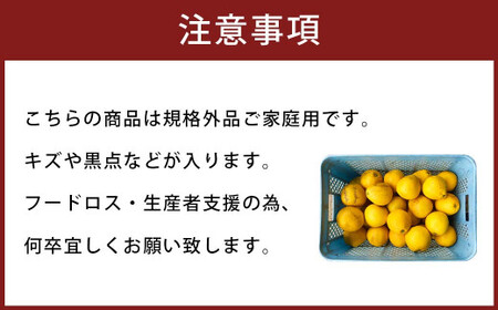 【2024年3月下旬発送】【規格外品】河内晩柑 ご家庭用 15kg  サイズ不選別 柑橘 晩柑