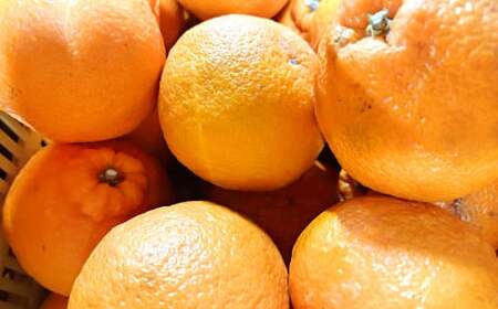 熊本県産！デコポン（肥後ポン）令和6年も大好評販売中！大変