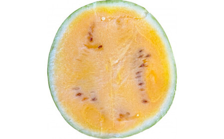 金色羅皇 1玉入り (8kg以上) 【2026年5月上旬~6月上旬迄順次発送予定】