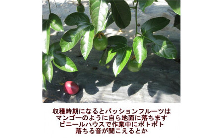 【2024年6月下旬発送開始】 清田さんのパッションフルーツ 約1kg (9～15玉)