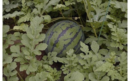 【植木産】熊本スイカ (祭ばやし) 7~8kg前後 【2024年5月下旬から6月上旬発送】 スイカ 果物