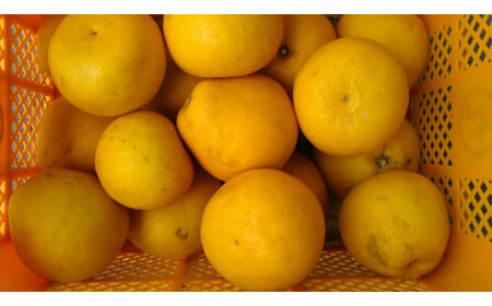 パール柑 【規格外品】ご家庭用 約10kg サイズ不選別 【2026年1月下旬～2月下旬迄発送予定】